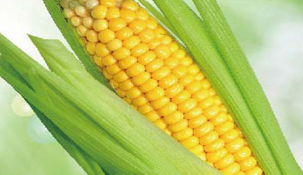 陶瓷膜应用：生物、医药行业